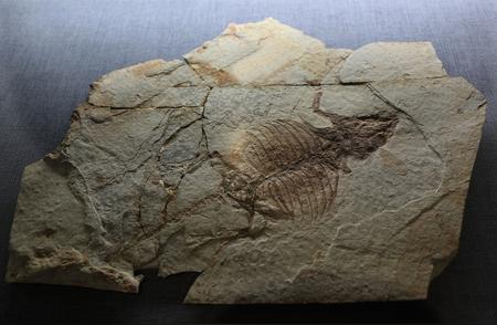 云南工地现古生物化石，揭开地球历史之谜