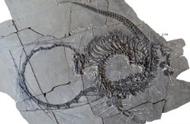 2.4亿年前的巨大生物化石，中国龙完整版震撼亮相