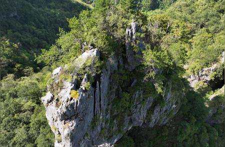 图集｜珍稀植物崖柏的复苏之旅