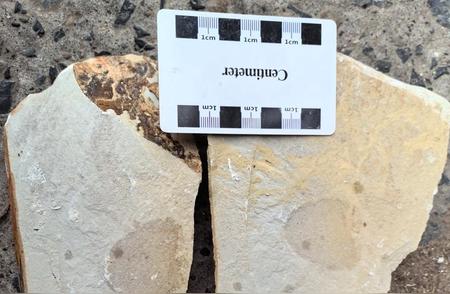常德桃源区惊现5.4亿年前史前海绵化石