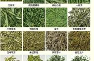 探索中国：你都品尝过哪些种类的茶？