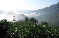 黄山毛峰与松萝茶：民间传说的来历