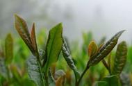 绿茶系列：探索顾渚紫笋的魅力