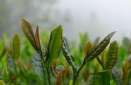 茶圣陆羽盛赞：这款绿茶被誉为'茶中第一'，其独特之处在于神似兰花