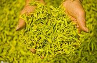 黄茶：一种独特的茶叶品种