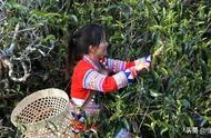云南古茶树得到法律保护：你了解十大古树名茶吗？