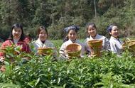 湖南安化春茶采摘季节：繁忙的采茶景象