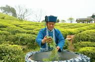 都匀毛尖在2022中国地理标志农产品（茶叶）品牌声誉百强榜中荣登TOP4