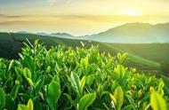 黄山毛峰：一种独特的茶叶