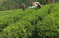 小湖镇的福建武夷嘉应龙茶叶基地：茶农们的冬茶采摘季节