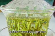 蒙顶黄芽：中国历史上最知名的贡茶
