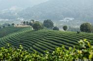 龙井茶的种类与价格：茶百科解析
