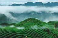 庐山云雾茶：一种味浓性泼辣的茶饮，有助于延年益寿
