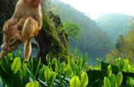 太平猴魁：绿茶中的瑰宝，两叶一芽散发十里芬芳