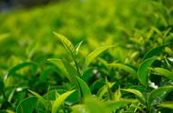 中国茶叶品种有哪些？