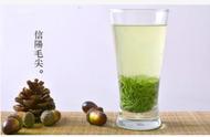 信阳毛尖茶：绿茶百科揭秘其对人体的益处