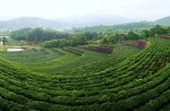 海拔250米，安徽的隐藏美景：中国最美的茶园等你来探索！