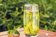 黄茶的类别及特点：揭秘闷堆渥黄“黄叶黄汤”