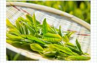 十大国产绿茶名品，千年传承的浓香色翠回甘