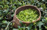 绿茶上市时间一览：各品种绿茶的上市周期
