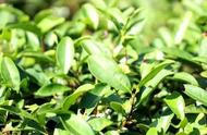 乌龙茶：青茶品质特征一览