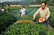 夏季茶园管理的关键性：4个要点助茶农提高产量和收入