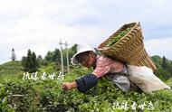 夏季茶叶采摘季来临，农村留守老人一天可采数十斤，收入可观
