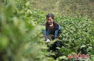 黔南州第十二次党代会：四新四化视角下的都匀毛尖镇生态茶产业