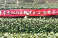 普洱茶与龙井茶的对决：事实胜于雄辩