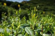 2020年太平猴魁茶园盛大开园：满山绿意，茶农忙碌采摘