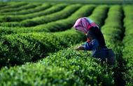 资讯速递：径山茶荣获国家级荣誉，你准备好兑换1000盆绿植了吗？
