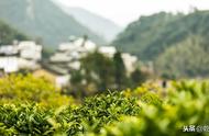 祁门红茶：土地孕育的“祁门香”
