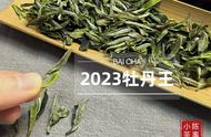 2023牡丹王：太姥白茶的绝美滋味分享