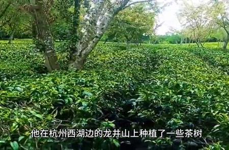 明前龙井茶：中国十大名茶之一
