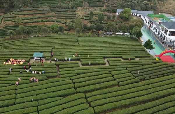 黑珍珠的传奇：六堡茶与茶船古道的故事