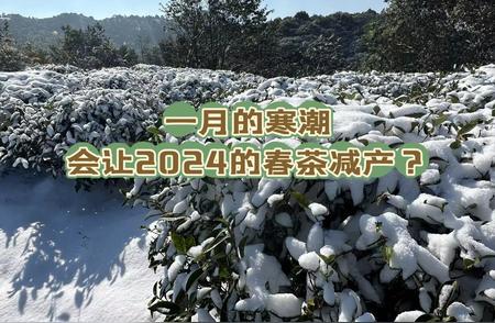 2024年春茶将受一月寒潮影响，武夷山、太姥山已降雪
