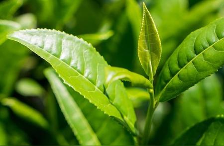 三年陈茶，还能品鉴吗？茶叶的保质期究竟有多长？