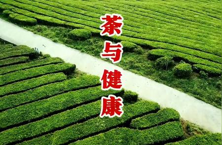 茶的营养价值与健康（四）：探索茶的多元功效