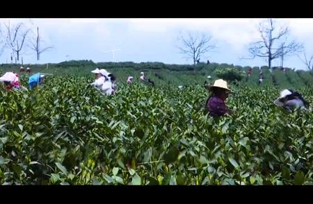 【品味甘醇】陇南绿茶——陇翠香茗