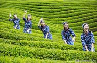 江西绿茶：绿丛遍野，茶香四溢