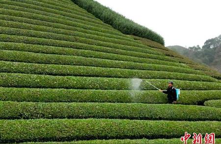 浙江武义春茶季：十万亩茶叶等待采摘，茶农忙碌中