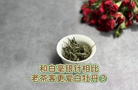 为什么老茶客更倾向于白牡丹而非白毫银针？4个理由你赞同吗？