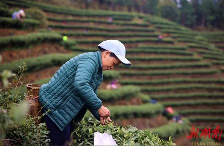 春季采茶的最佳时机已到