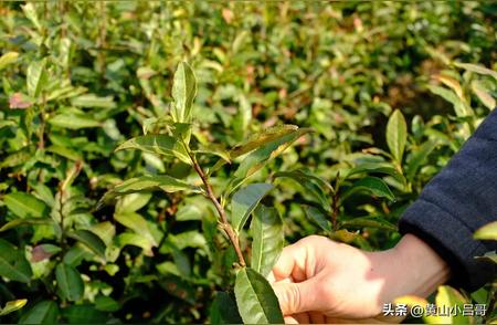 黄山毛峰新茶上市了吗？