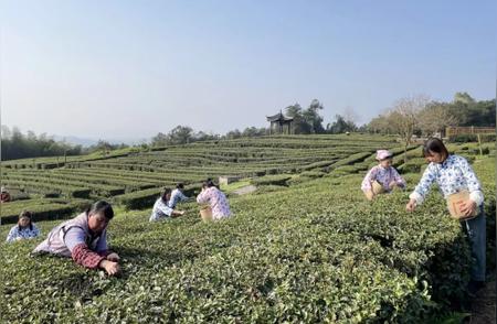 铜梁安溪春茶开采，6500亩茶园迎来新季