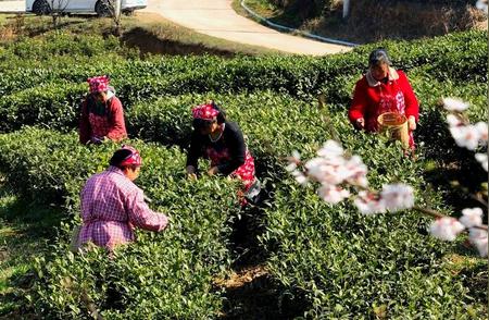 南江春茶丰收季：八万亩茶叶迎来采摘时刻