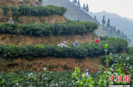 春意盎然，广西六堡茶新茶季开启