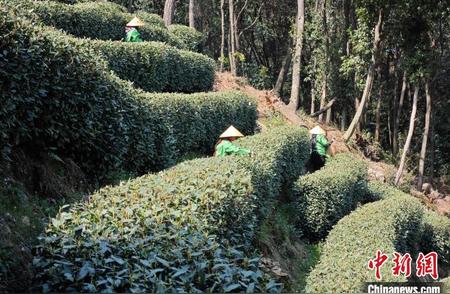 杭州西湖龙井茶园：采茶季节延迟，茶味更醇厚之谜