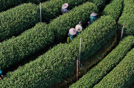 今日启幕，西湖龙井新茶季！春山行探品质之谜