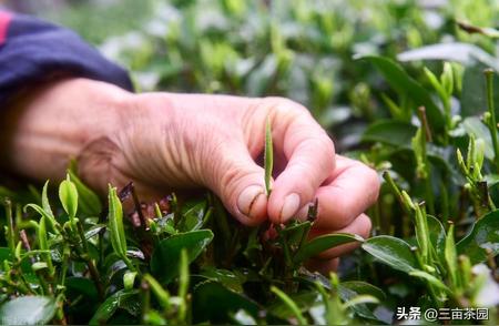 茶叶购买指南：如何挑选性价比最优的茶？